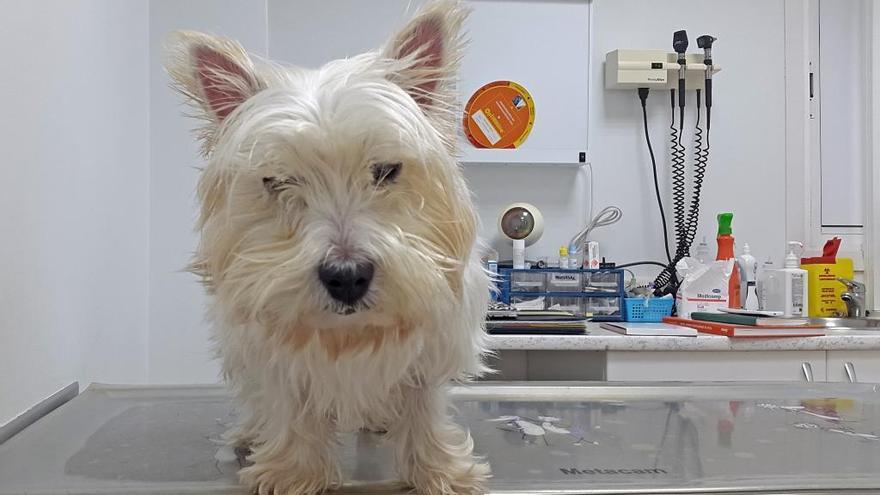 Un perro en una consulta veterinaria