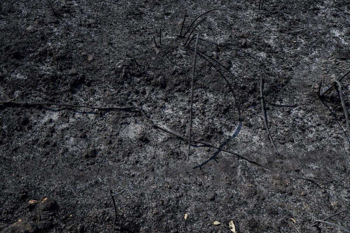 Las imágenes | Diez días de incendio en Jarilla: el adiós al paraíso verde Las imágenes | Diez días de incendio en Jarilla: el adiós al paraíso verde