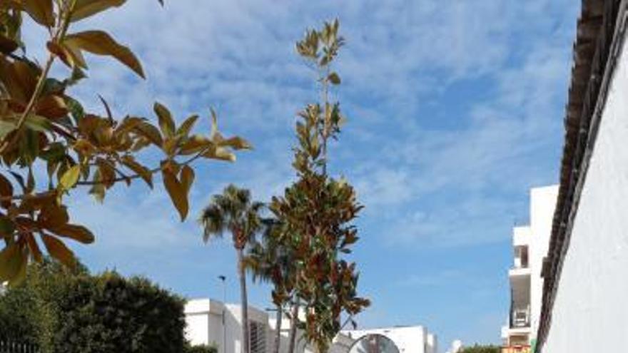 Medio ambiente en Ibiza: Plantan 70 magnolios y 18 palmeras para reponer vegetación en Sant Antoni