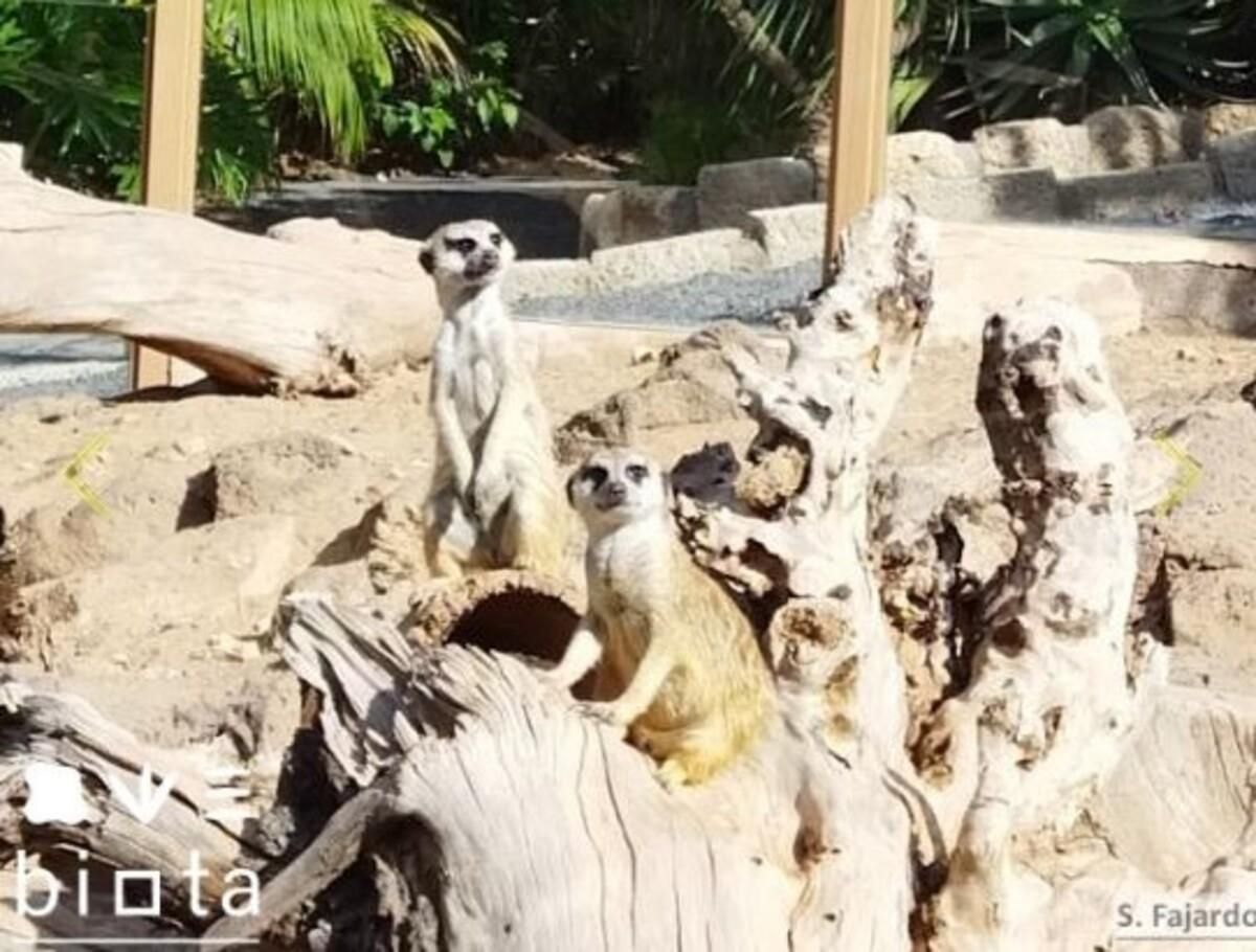 Suricatos.