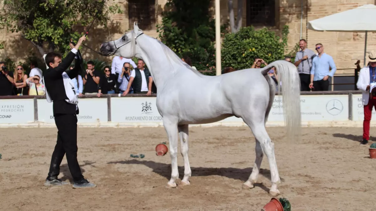 Equus Arabians triunfa en Caballerizas Reales