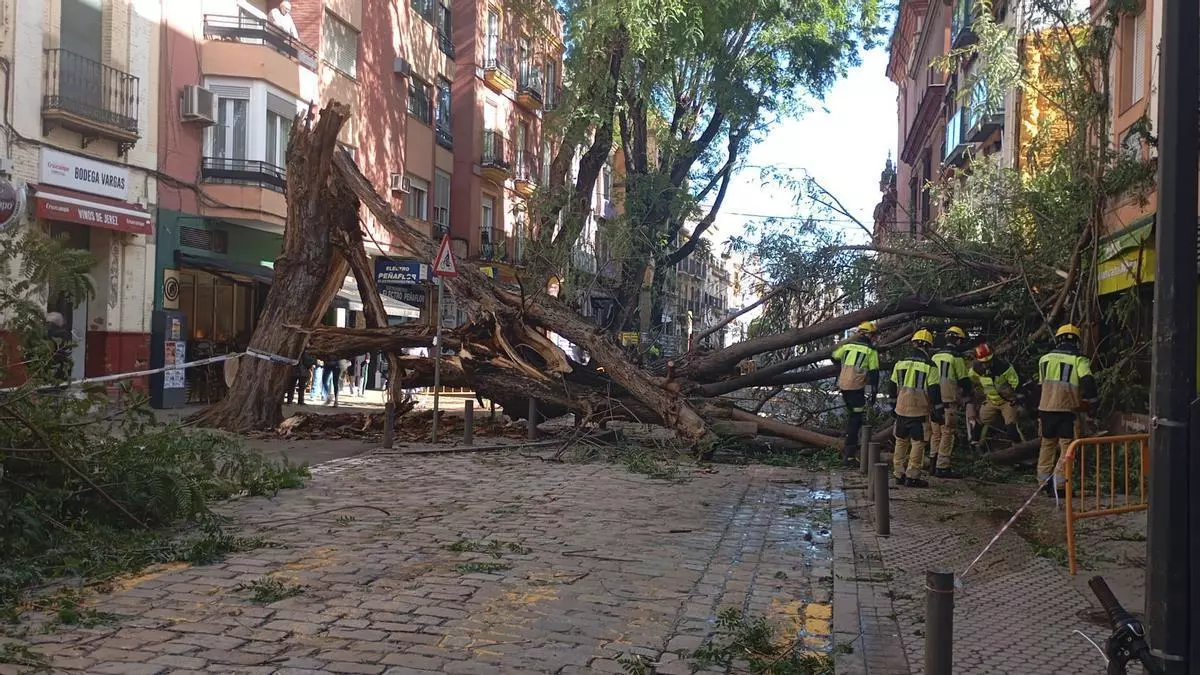Caen varios árboles en la calle San Jacinto de Triana a causa del viento de la borrasca Oriana