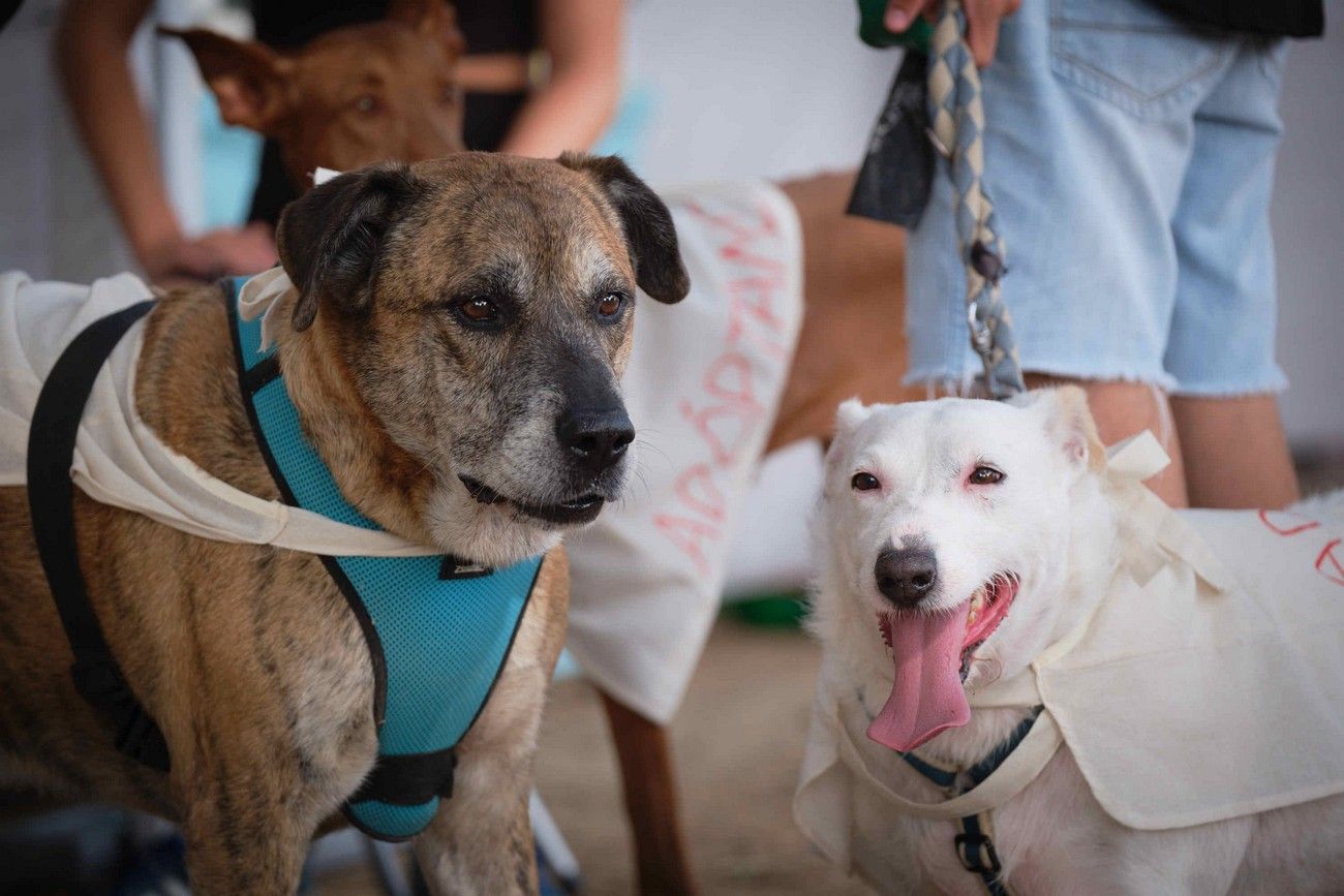 Día de los Animales en Santa Cruz