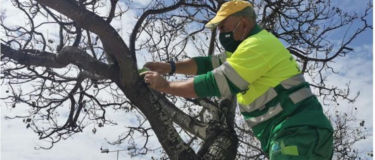 Tratamiento del pulgón en el arbolado de Alicante