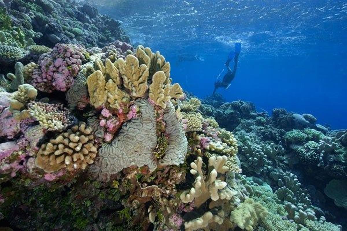 Buceadores en el atolón de Rongelap, en las Islas Marshall.