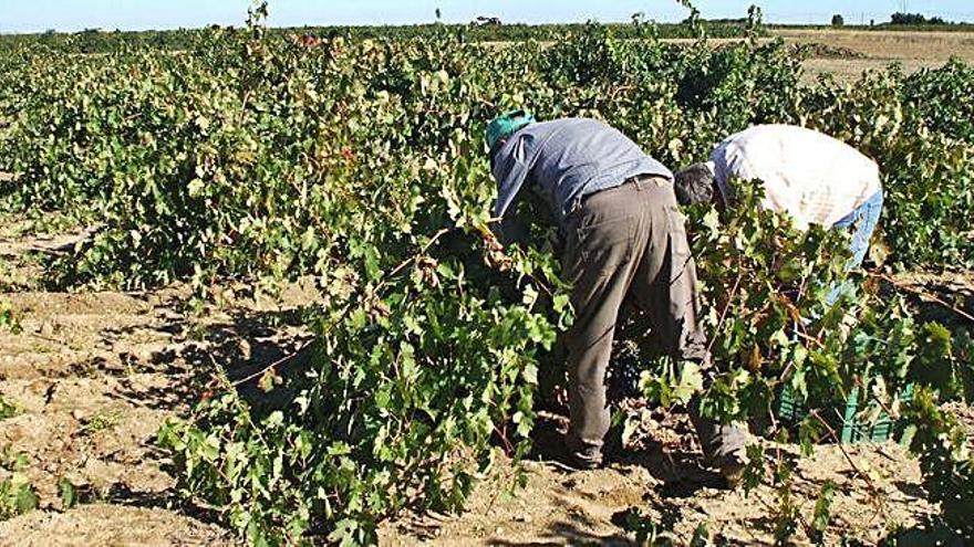 Dos jornaleros recolectan uva en un viñedo del término municipal de Toro.