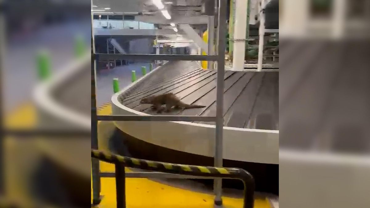 Una nutria en el aeropuerto de Asturias.