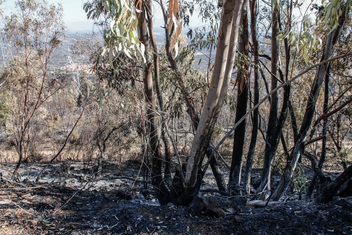 Así quedó la zona de Casas de Miravete y Monfragüe tras el incendio