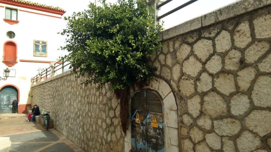 Este ficus reaparece cada temporada en la plaza de la Aurora, a pocos centímetros de una instalación de Endesa con señales de no tocar por peligro de electrificación.