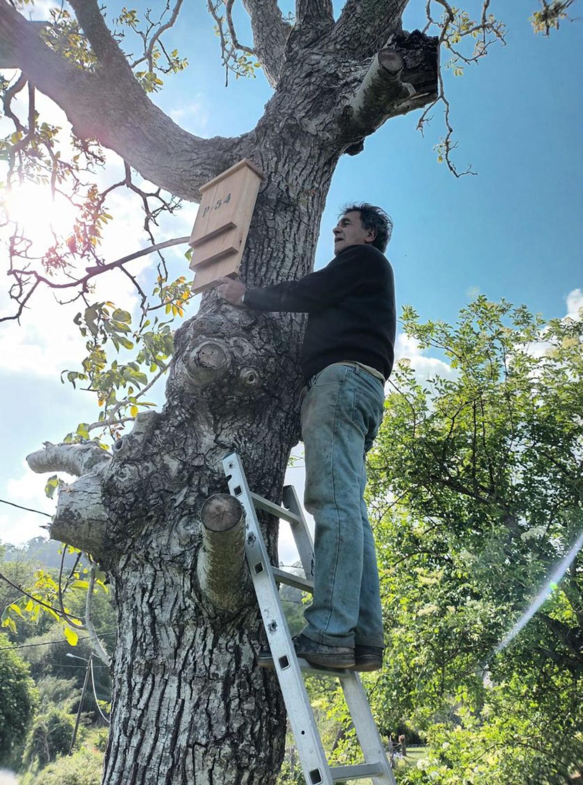 Instalación, en la copa de un árbol. | FdV