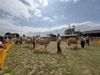 En imágenes: comienzan las calificaciones del Concurso-Exposición de Ganado de Llanera