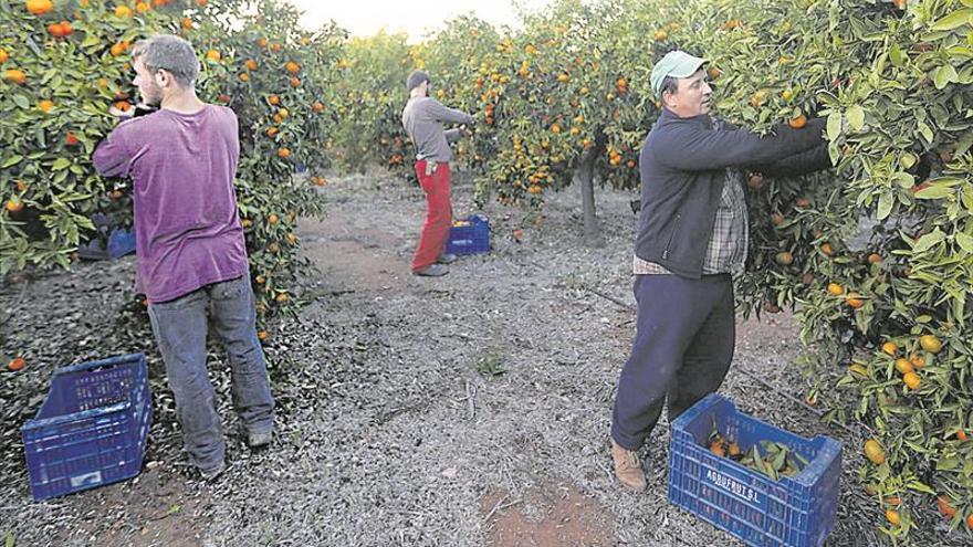 El precio de la clemenules sigue su escalada y llega a 50 céntimos/kilo