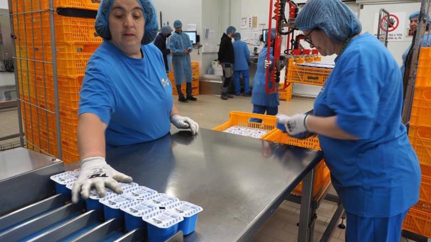 Dues treballadores manipulen iogurts a la sala de producció, l&#039;abril passat. 