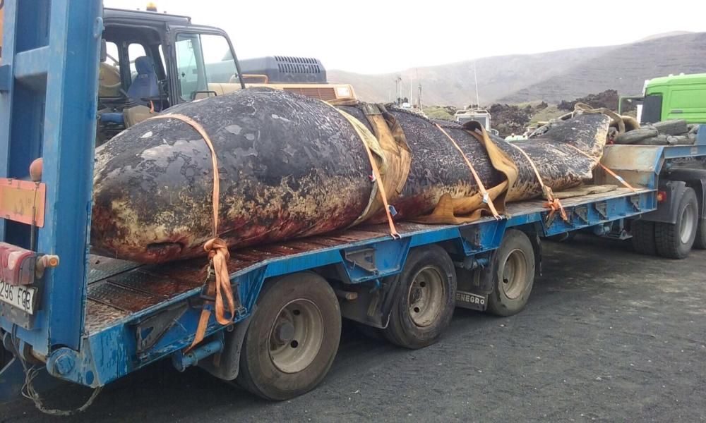 Retirada de un cetáceo varado en Órzola (Lanzarote)