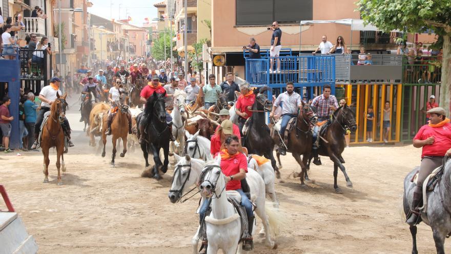 Revive el encierro campero de Sant Joan de Moró