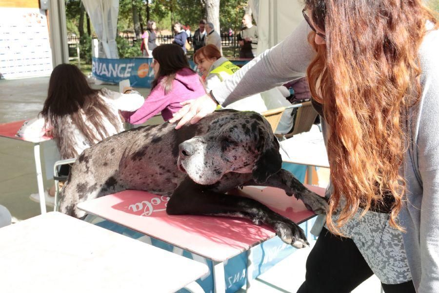 Concurso de perros en La Aldehuela