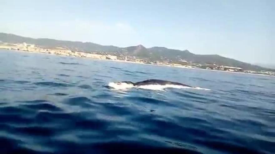 Una ballena muerta obliga a cerrar una playa en Mataró