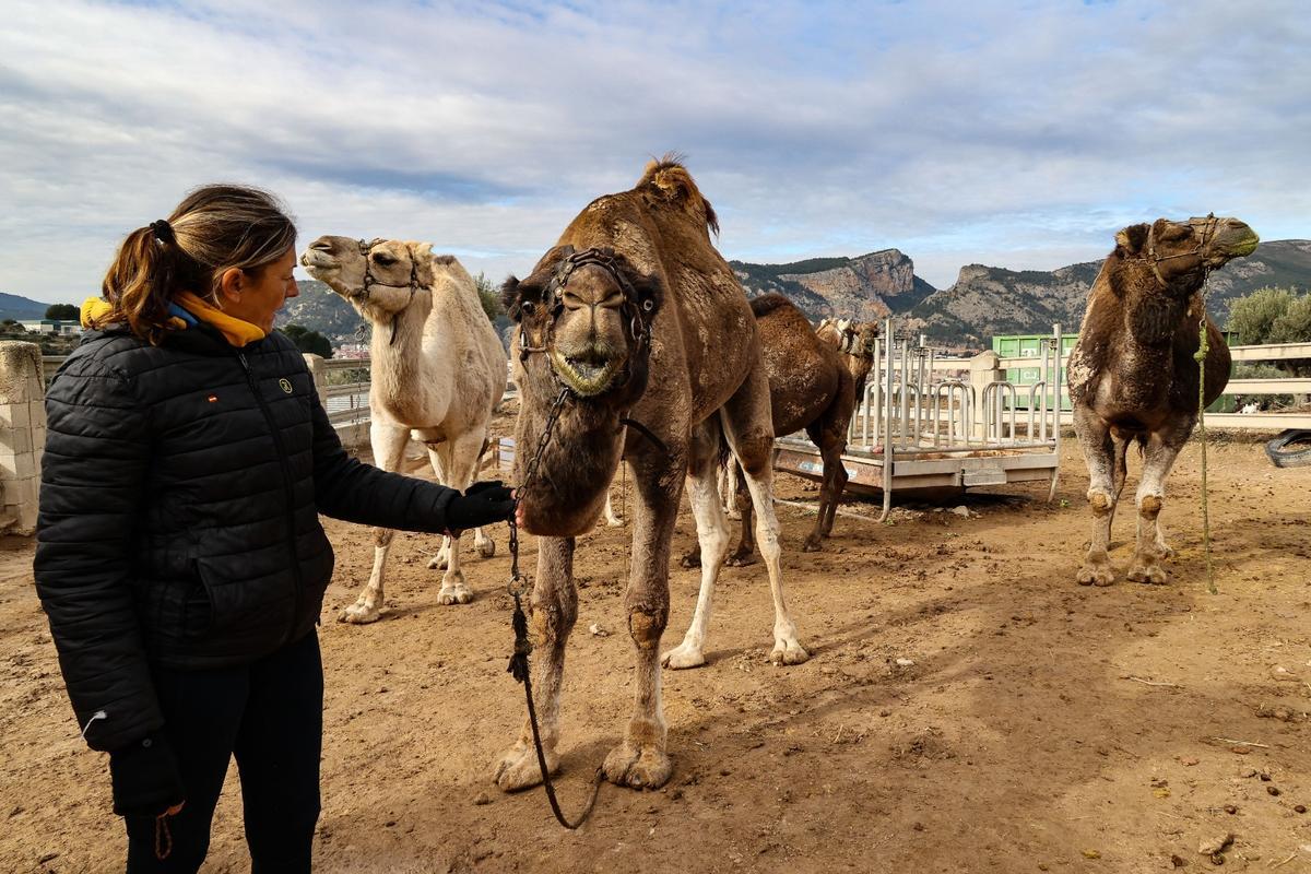 Los dromedarios ya están listos para trasladar a los Reyes Magos de Alcoy