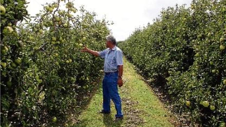 El coordinador de fruita dolça d&#039;Unió de Pagesos al Baix Empordà, Pere Pellicer, avaluant els danys.