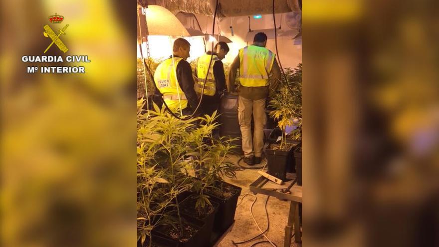 Cop al cultiu de marihuana i a la fabricació d´haixix