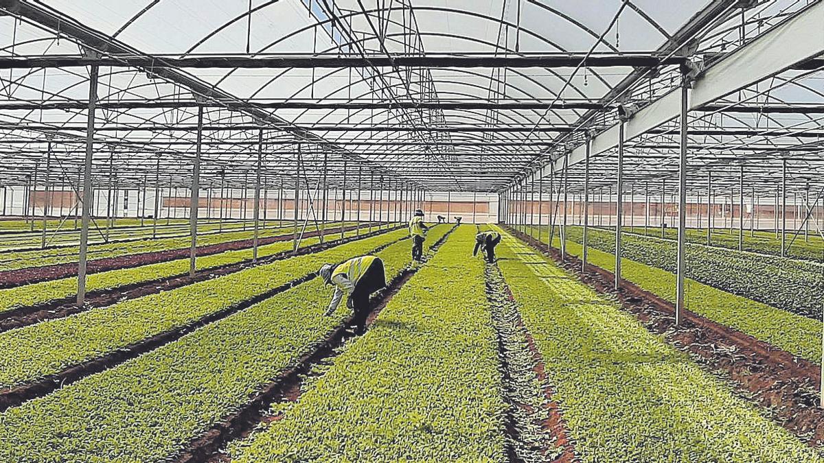 Interior de uno de los invernaderos donde se lleva a cabo el proyecto Recolecta.