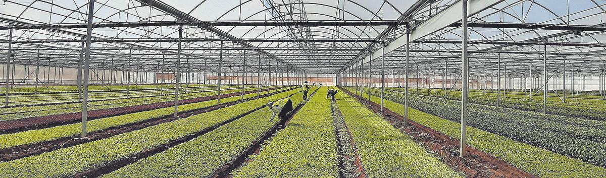 Interior de uno de los invernaderos donde se lleva a cabo el proyecto Recolecta.