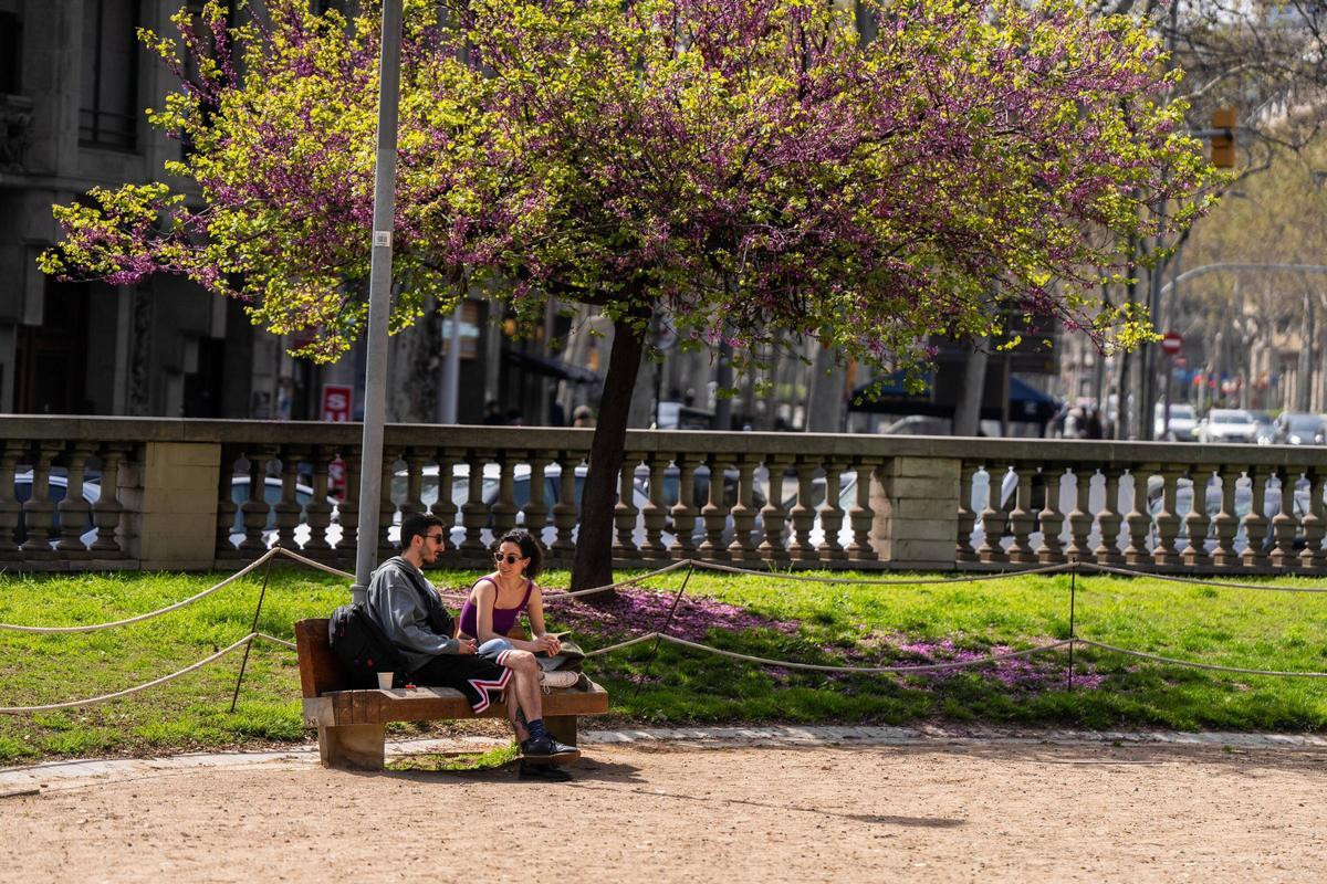 Una pareja, en un parque, junto a un 'cercis'.