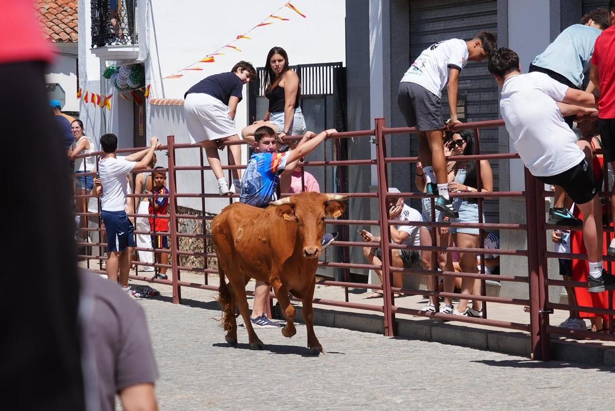 Las vaquillas vuelven tomar la calle en la feria de Añora Las vaquillas vuelven tomar la calle en la feria de Añora