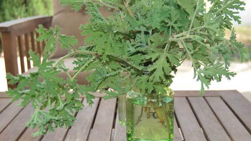 Cinco plantas que debes de tener en casa para ahuyentar a los mosquitos.