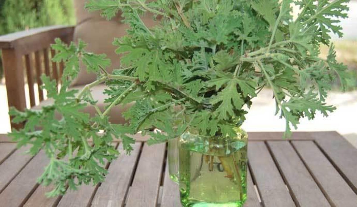 Cinco plantas que debes de tener en casa para ahuyentar a los mosquitos