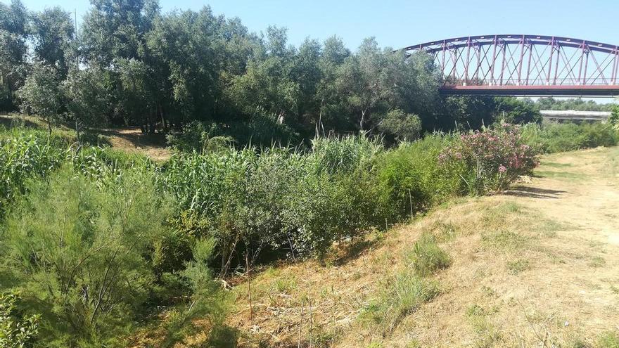 El arbusto amenazado que Alzira rescató potencia la biodiversidad en la repoblación de los ríos