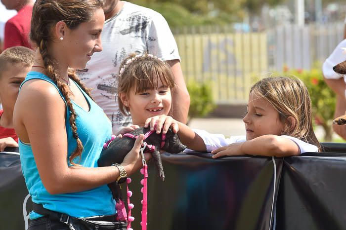 II Feria de mascotas, en Maspalomas