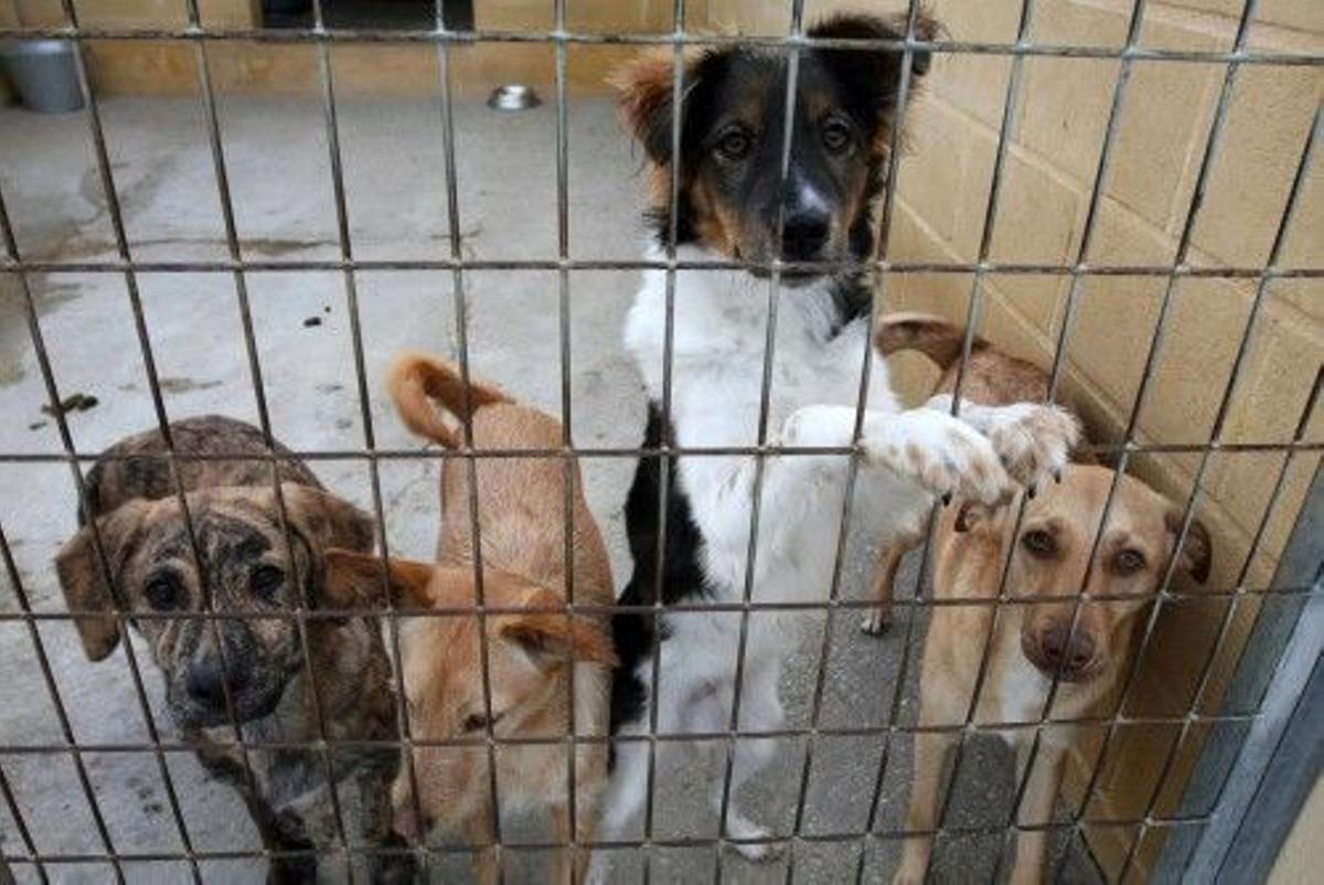 El Centro de Protección Animal, en una imagen de archivo. PERROS. PROTECTORA ANIMALES