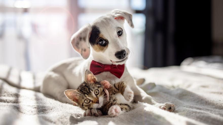 Trucos para eliminar pelos de mascotas - Blog de La Casa Del  Electrodoméstico