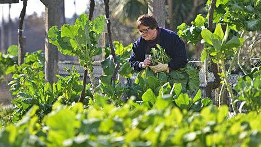 Una agricultora gallega recoge berzas en su huerta.