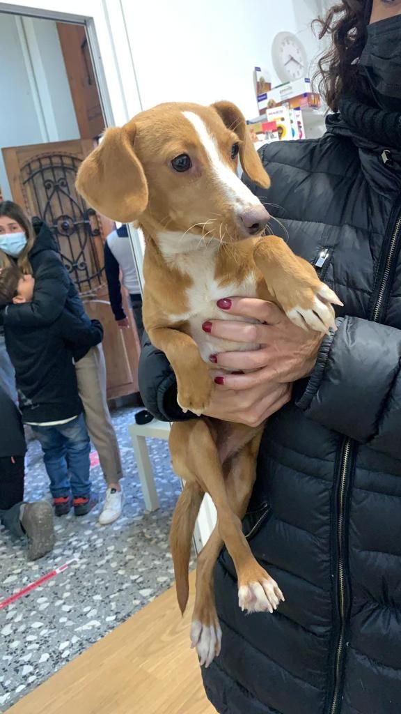 Todos los perros hacinados en el criadero ilegal de Xàtiva están en casas temporales de acogida