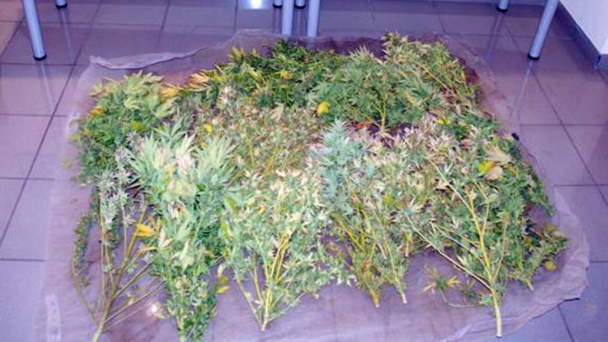 Desmantelan una plantación de marihuana en Telde