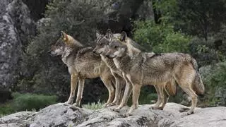Apoyo mayoritario a conservar y proteger el lobo entre los europeos