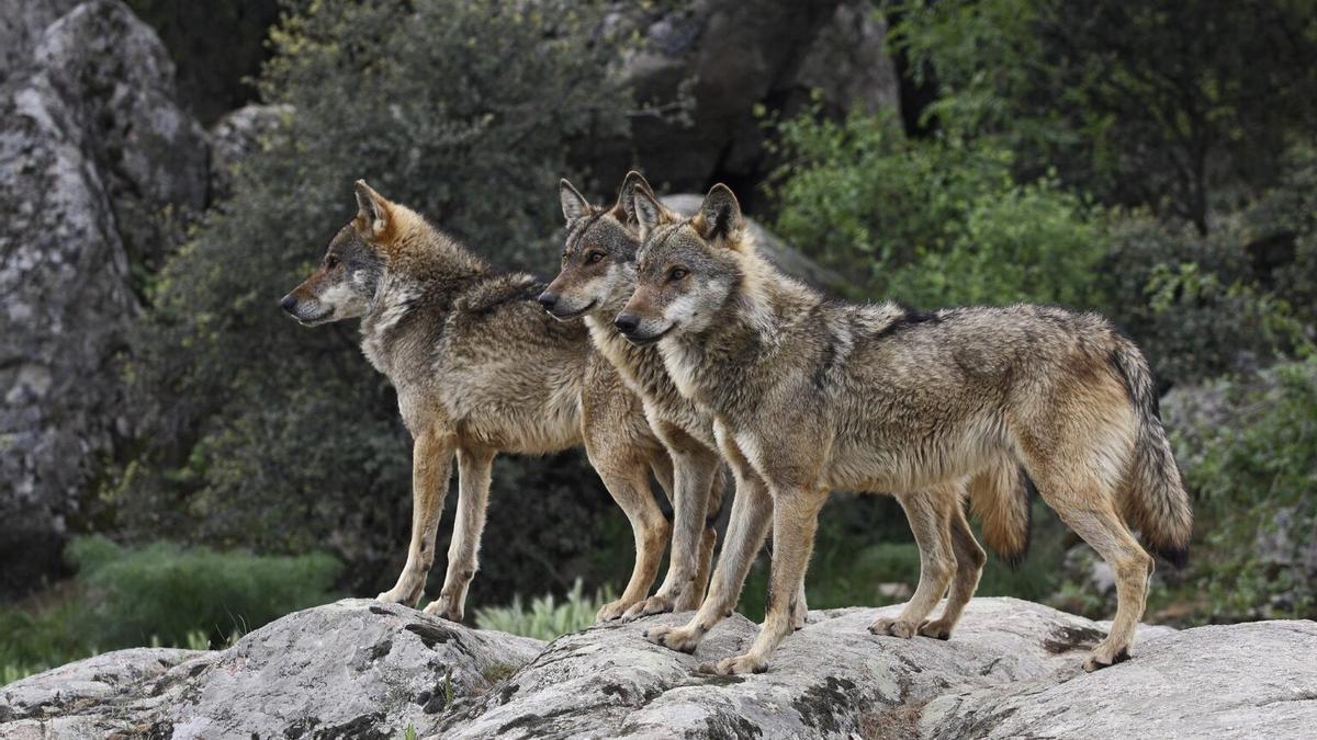 Tres ejemplares de lobo ibérico.