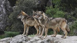 Tres ejemplares de lobo ibérico.