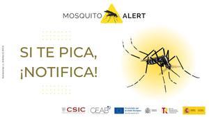 Creatividad de Mosquito Alert para pedir la colaboración ciudadana. 