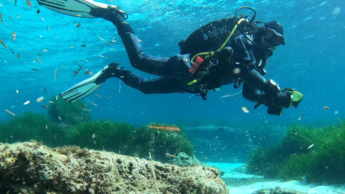 Unter der Posidonia bilden sich dicke Schichten aus Schlick und Biomasse.