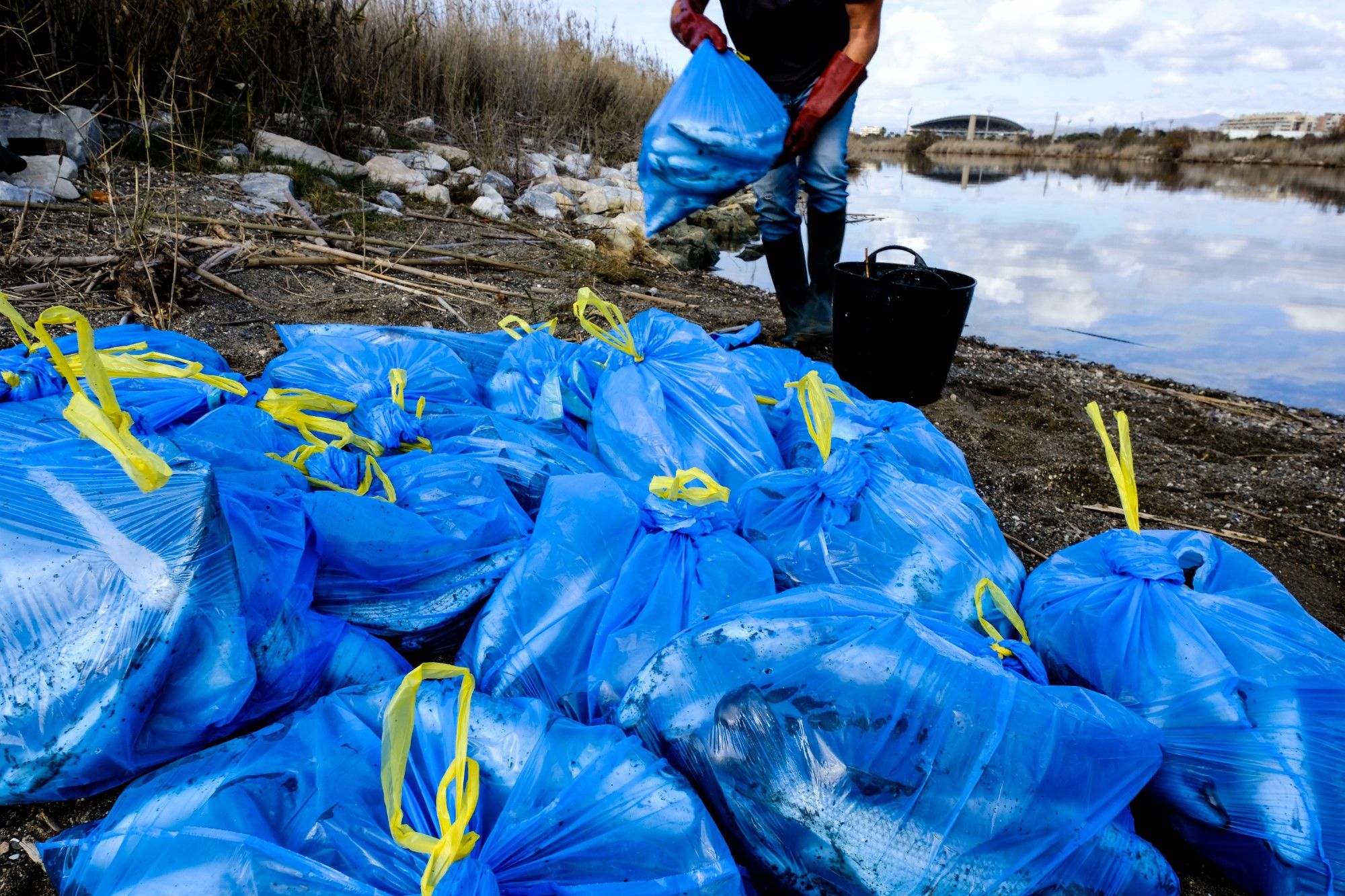 Así continúa este domingo la desembocadura del Guadalhorce, llena de peces muertos