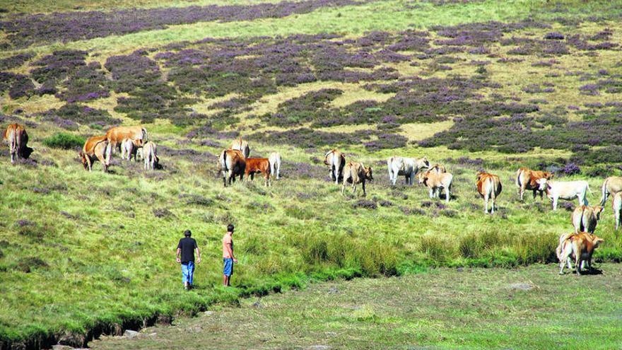 Cabezas de ganado en la provincia, en una fotografía de archivo.