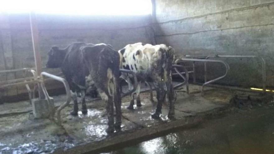 Dos vacas desnutridas, en la explotación investigada en Chantada. // G.C.