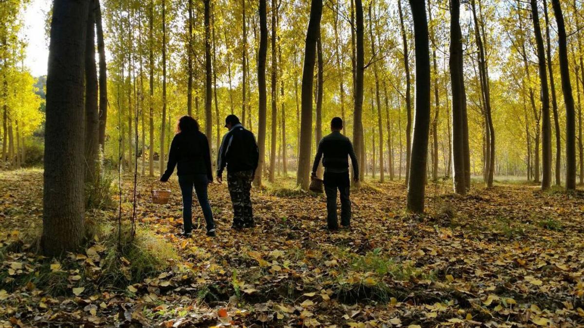 Tres personas recorren un bosque del norte de la provincia de Zamora en busca de setas. | Eva Ponte