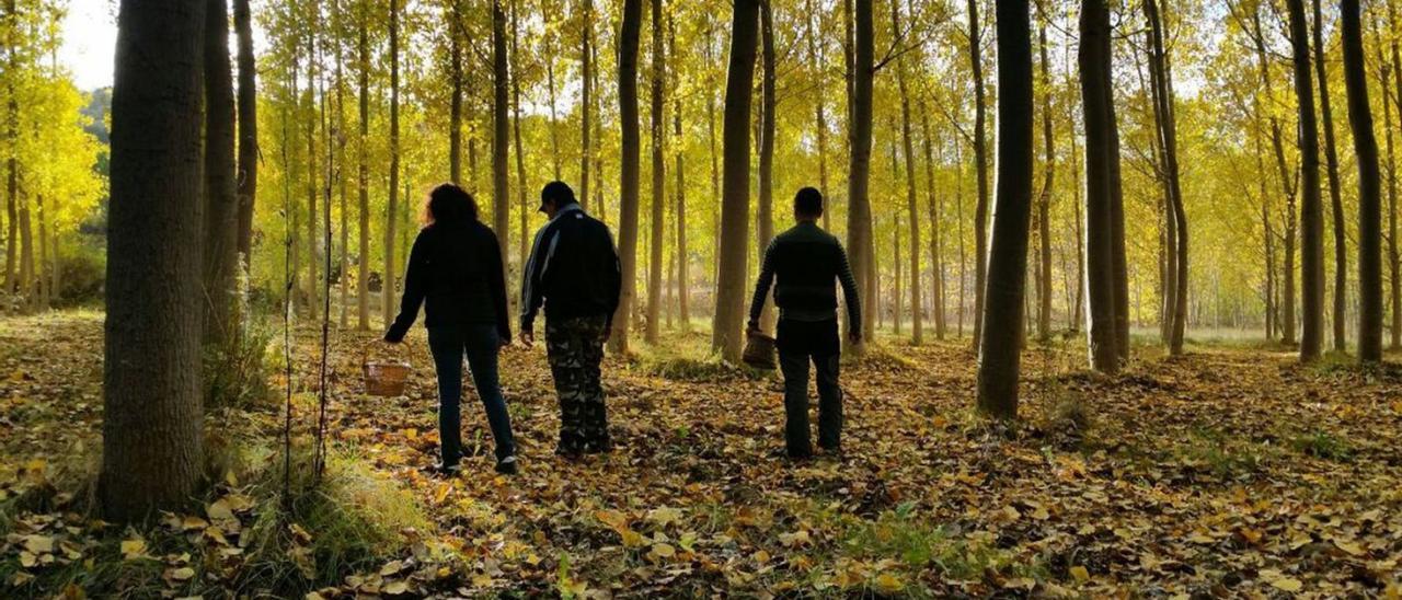 Tres personas recorren un bosque del norte de la provincia de Zamora en busca de setas. | Eva Ponte