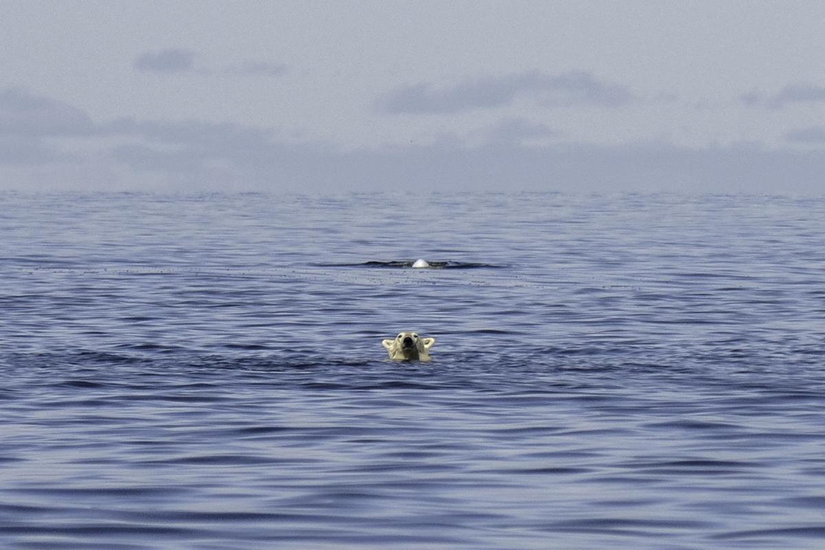 Así viven los osos polares en Hudson Bay, cerca de Churchill (Canadá).