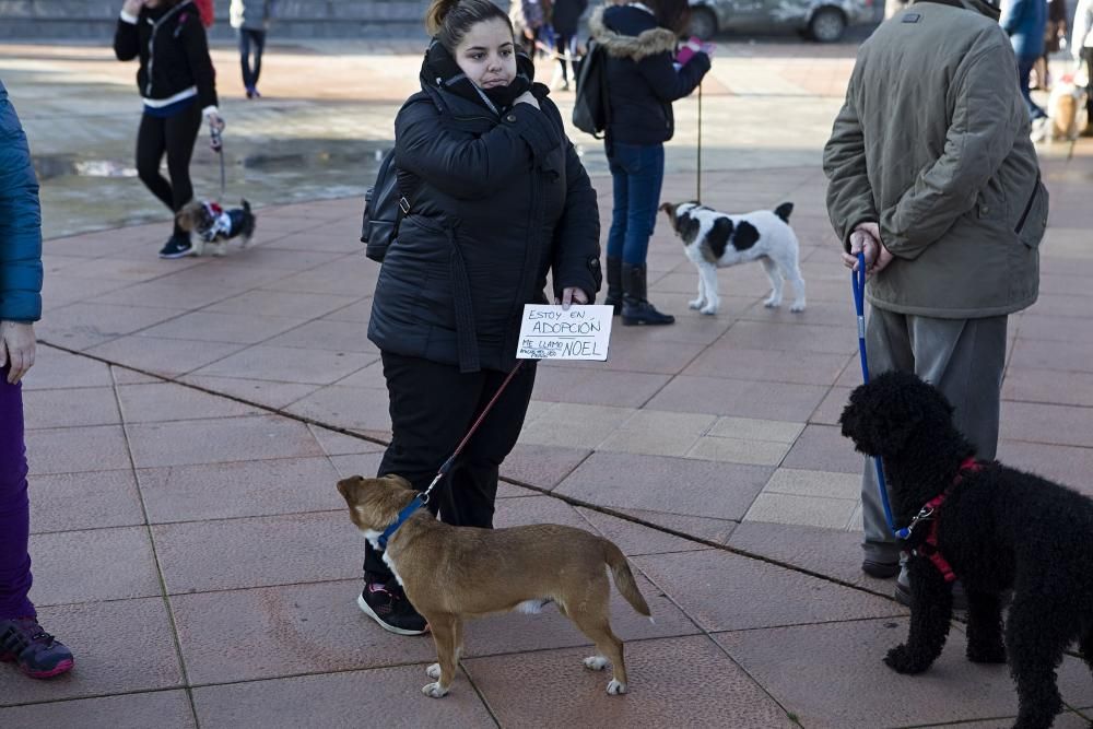 San Silvestre canina en Gijón