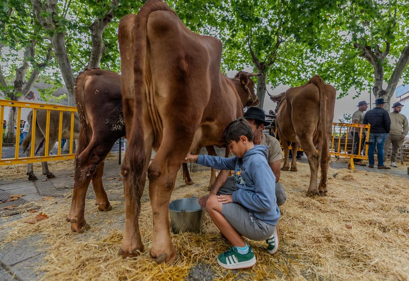 Feria 'Sabor y Tradición' en Valleseco